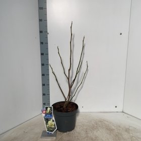 Dekoratyvinis medis, magnolija "Yellow Latern", vazonėlio skersmuo 23 cm.