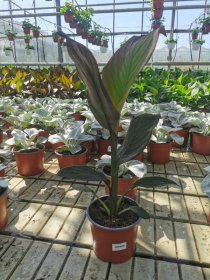 Daugiametė gėlė, kana, vazono skersmuo 17 cm.