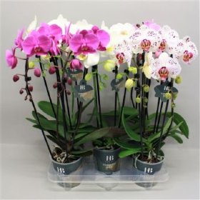 Kambarinis augalas, orchidėja (Phalaenopsis), 1 šaka, vazonėlio skersmuo 12 cm.