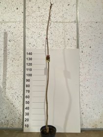 Dekoratyvinis medis, klevas "Purple Globe", vazonėlio skersmuo 23 cm.