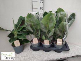 Kambarinis augalas, bananmedis, vazonėlio skersmuo 17 cm.