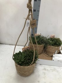 Kambarinis augalas, sukulentų pakabinama kompozicija, vazono skersmuo 20 cm.