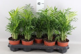 Kambarinis augalas, grakščioji chamedorėja, vazonėlio skersmuo 12 cm.