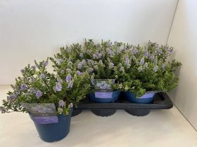 Dekoratyvinis krūmas, hebė "Margret", vazonėlio skersmuo 17 cm.