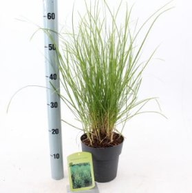 Žolinis augalas, kupstinė šluotsmilgė "Goldtau", vazonėlio skersmuo 17 cm.