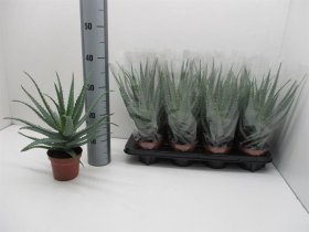 Kambarinis augalas, alavijas (Aloe vera) "Arborescens", vazonėlio skersmuo 12 cm.