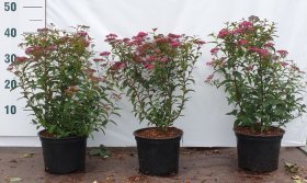 Dekoratyvinis krūmas, lanksva "Anthony Waterer", vazonėlio skersmuo 17 cm.