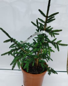 Spygliuotis, eglė rytinė "Aureospicata", vazono talpa 3 l.