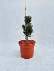 Spygliuotis, pušis juodoji "Oregon Green", vazonas 3 l.