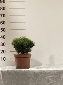 Spygliuotis, pušis "Benjamin", vazonėlio skersmuo 23 cm.