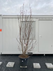 Dekoratyvinis medis, magnolija "Susan", vazonėlio skersmuo 55 cm.