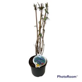 Dekoratyvinis krūmas, budlėja "Empire Blue", vazonėlio skersmuo 19 cm.