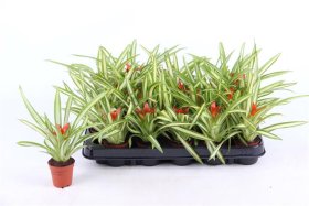Kambarinis augalas, guzmanija "Ice Cream", vazonėlio skersmuo 6 cm.