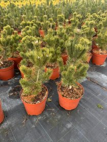 Spygliuotis, pušis kalninė "Pal Maleter", vazonėlio skersmuo 28 cm.