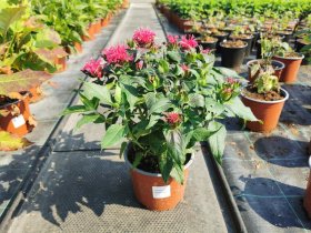 Daugiametė gėlė, monarda, vazonėlio skersmuo 17 cm.