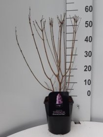 Dekoratyvinis krūmas, alyva "Dark Purple", vazonėlio skersmuo 21 cm.