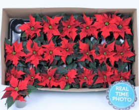 Kambarinis augalas, puansetija (garbanota), vazonėlio skersmuo 6 cm.