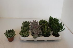 Kambarinis augalas, sukulentai, įvairūs, vazonėlio skersmuo 7 cm.