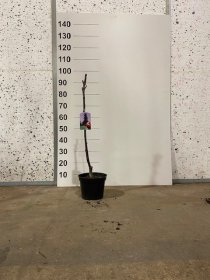 Dekoratyvinis medis, šermukšnis "Fastigiata", vazonėlio skersmuo 21 cm.