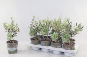 Dekoratyvinis krūmas, alyvmedis, vazonėlio skersmuo 13 cm.