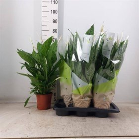 Kambarinis augalas, vėzdūnė "Vivaldi", vazonėlio skesmuo 17 cm.