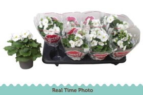 Kambarinis augalas, raktažolė "Ob Tm White", vazonėlio skersmuo 12 cm.