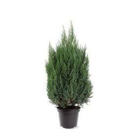 Spygliuotis, kadagys kininis "Stricta", vazonėlio skersmuo 26 cm.