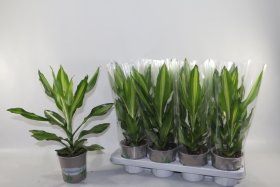 Kambarinis augalas, dracena "Cintho", vazonėlio skersmuo 13 cm.
