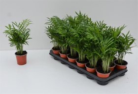 Kambarinis augalas, grakščioji chamedorėja, vazonėlio skersmuo 9 cm.