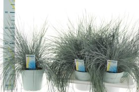 Žolinis augalas, eraičinas "Intense Blue", vazonėlio skersmuo 17 cm.