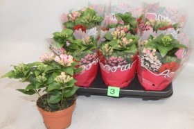 Kambarinis augalas, buvardija "Surprise", vazonėlio skersmuo 12 cm.