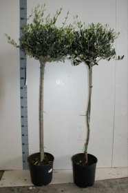 Dekoratyvinis krūmas, alyvmedis, ant stiebo, vazonėlio skersmuo 25 cm.
