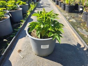 Daugiametė gėlė, arunkas, vazonėlio skersmuo 19 cm.