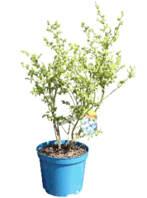 Vaiskrūmis, šilauogė aukštoji, įvairios veislės, vazonas 5 l.