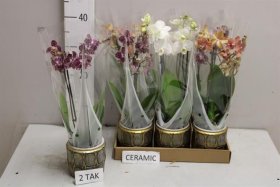 Kambarinis augalas, orchidėja (Phalaenopsis), keraminiame vazonėlyje, vazonėlio skersmuo 9 cm.