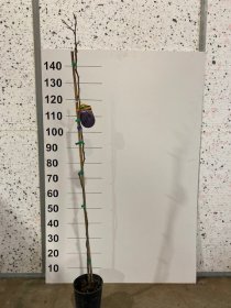 Dekoratyvinis medis, bukas "Sylvatica", vazonėlio skersmuo 17 cm.