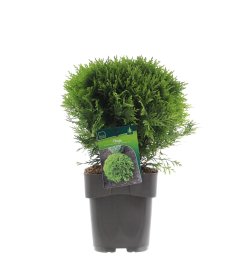 Spygliuotis, tuja rutulinė "Danica", vazonėlio skersmuo 19 cm.