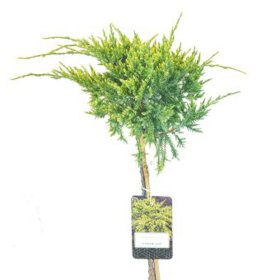Spygliuotis, kadagys žvynuotasis "Dream Joy", vazonėlio skersmuo 22 cm.