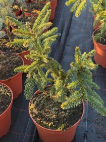 Spygliuotis, eglė serbinė "Pendula", vazonėlio skersmuo 23 cm.