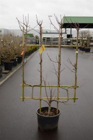 Vaismedis, obelis naminė "James Grieve", vazonas 35 l.