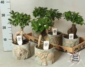Kambarinis augalas, fikusas "Bonsai" (Ficus retusa), vazonėlio skersmuo 15 cm.