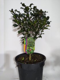 Dekoratyvinis krūmas, bugienis dygialapis "Blue Angel", vazonas 3 l.