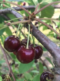 Vaismedis, trešnė "Marchant"