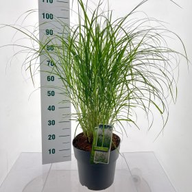 Žolinis augalas, miskantas "Herman Mussel", vazonėlio skersmuo 23 cm.