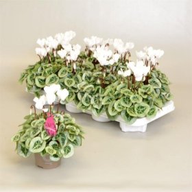 Kambarinis augalas, ciklamenas "Picasso", vazonėlio skersmuo 11 cm.