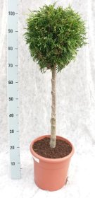 Spygliuotis, tuja didžioji "Dura", vazonėlio skersmuo 26 cm.