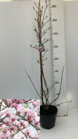 Dekoratyvinis medis, magnolija "Soulangeana", vazonėlio skersmuo 32 cm.