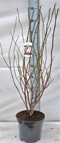 Dekoratyvinis krūmas, magnolija "Soulangeana", vazonėlio skersmuo 26 cm.