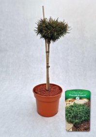 Spygliuotis, pušis kalninė "Paradekissen", vazonas 5 l.
