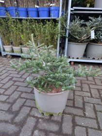 Spygliuotis, kėnis korėjinis "Silberlocke", aukštis 50-60 cm., vazonas 25 l.